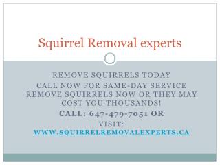 Squirrel Removal experts| Professional squirrel removal Toronto