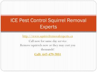 ICE Pest Control Squirrel Removal Experts| Professional squirrel removal Toronto