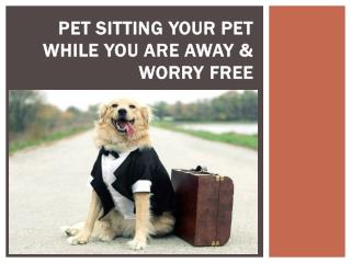 Pet Sitting your pet while you are away & worry free