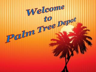 Sabal Palm: Landscape Decoration Alternative