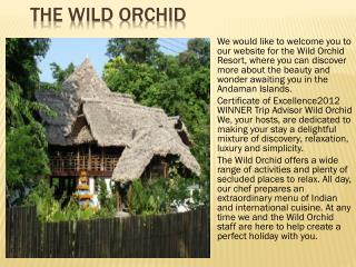 The Wild Orchid