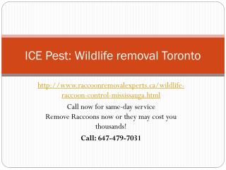 wildlife removal services| Raccoon control Mississauga