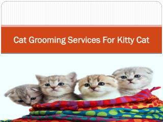 Cat Grooming Services For Kitty Cat