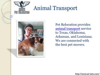 Animal Transport