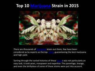 Top 10 Marijuana Strain in 2015