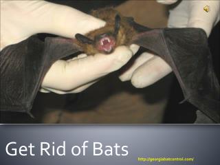 Get Rid of Bats