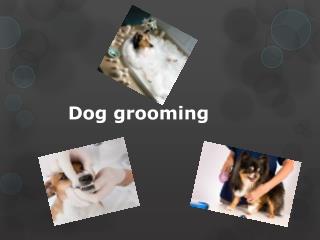 Dog grooming