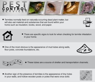 Termite feeding habits