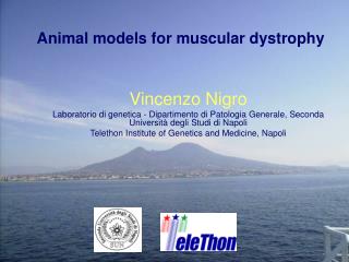 Animal models for muscular dystrophy