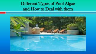 Different Types of Pool Algae and How to Deal with them