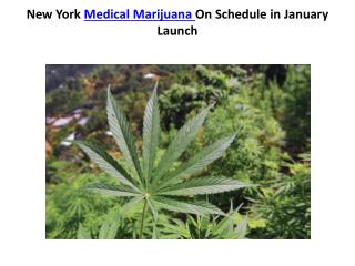 New York Medical Marijuana On Schedule in January Launch