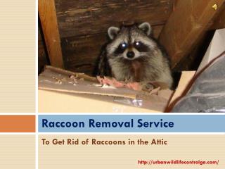 Get Rid of Raccoons