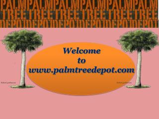 Things to Consider Before Buying Palm Trees for Landscaping