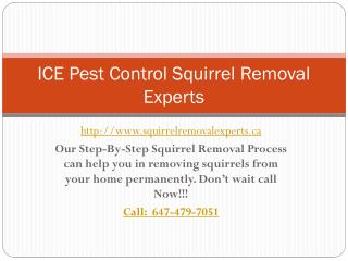 Ground squirrel pest control |Squirrel Removal Experts