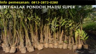 Harga Bibit Salak Pondoh Super