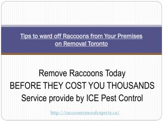 Raccoon Removal Toronto| Humane Raccoon Removal Toronto