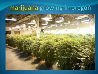 marijuana growing in oregon