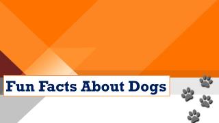 Fun Facts About Dogs