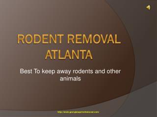 Removal of Rodent in Atlanta
