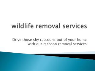 Raccoon control Mississauga| Wildlife removal Toronto