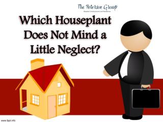 Which Houseplant Does Not Mind a Little Neglect?