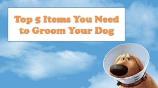 Top 5 Items You Need to Groom Your Dog