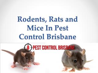 Rodents, Rats and Mice In Pest Control Brisbane