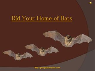 Rid Your Home of Bats