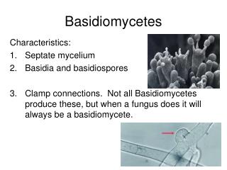 Basidiomycetes