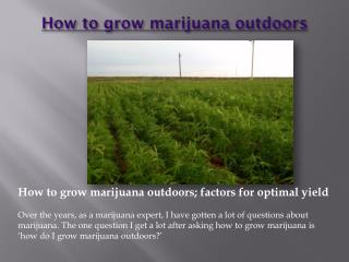 steps to growing weed outdoors