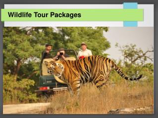 Wildlife tour packages