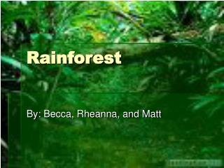 Rainforest