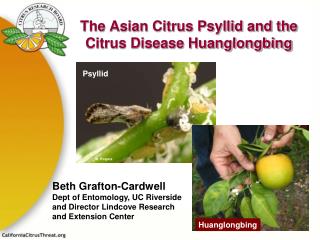 The Asian Citrus Psyllid and the Citrus Disease Huanglongbing