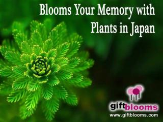 Blooms Your Memory with Plants in Japan