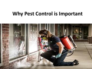 Why pest control is important