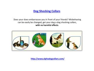 Dog Shocking Collars
