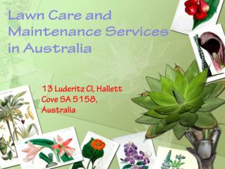 Lawn Care and Maintenance Services in Australia