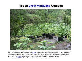 tips on grow marijuana outdoors