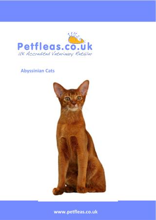 Cat Breeds: The Abyssinian