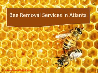 Bee Removal Services in Atlanta