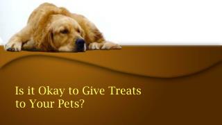 Is It Okay To Give Treats To Your Pets