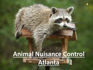 Animal Nuisance Control Atlanta