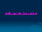 Male reproductive system