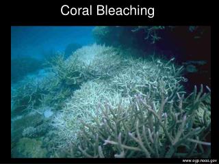 Coral Bleaching