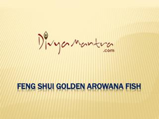 Feng Shui Golden Arowana Fish
