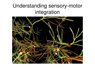 Understanding sensory-motor integration
