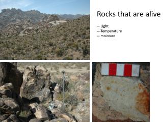 Rocks that are alive ---Light ---Temperature ---moisture