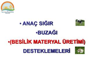 ANAÇ SIĞIR BUZAĞI (BESİLİK MATERYAL ÜRETİMİ) DESTEKLEMELERİ