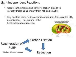 Light Independent Reactions