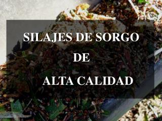 SILAJES DE SORGO